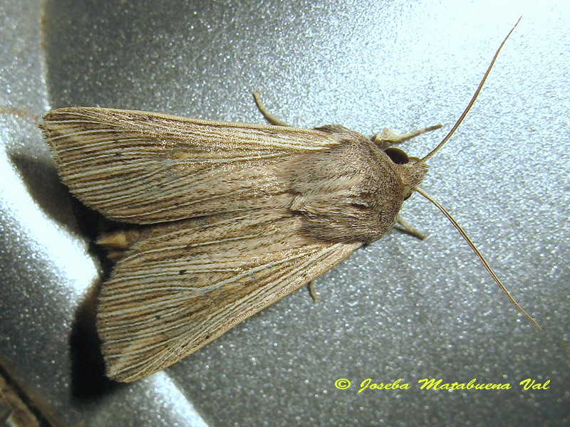 Mythimna impura? No, Mythimna riparia, Noctuidae